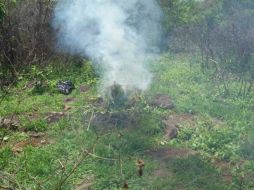 Fueron destruidas poco más de 280 plantas del enervante de aproximadamente 90 centímetros de altura. ESPECIAL  /