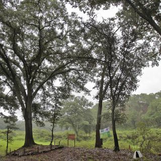 Autoridades ambientales festejan al árbol en su día