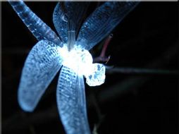 Investigación que publica hoy la revista Science. ESPECIAL  /