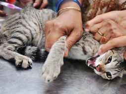 Los dueños del felino planean entrenarlo para frenar los robos. AFP  /