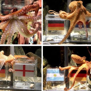 Colores claros atraen al pulpo: biólogo