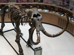 El animal más grande con presencia en la colección es un mamut de Columbia. ESPECIAL  /