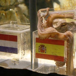 Dice Paul que España será campeón