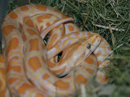 Cuando las crías tengan un año de vida, las llevarán de gira por todo el país. EFE  /