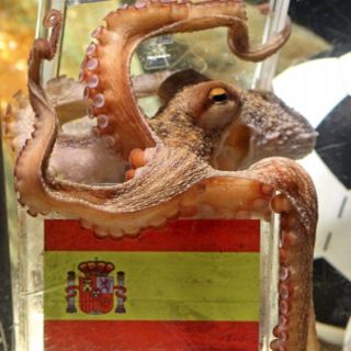 Predictor FIFA coincide con Paul