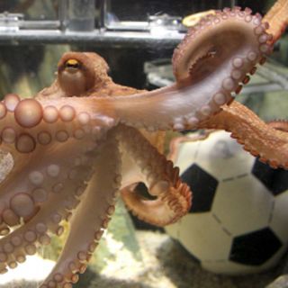 Brujo Mayor de México desafía al pulpo 'Paul'