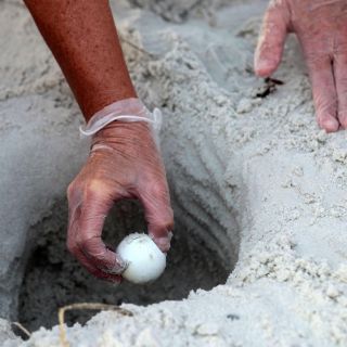 Esperanza para las tortugas caguama, biólogos rescatan huevos