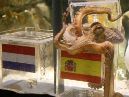 El pulpo Paul dio su veredicto para la final del Mundial a favor de España. AFP  /