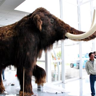 Llega un mamut lanudo a Expo Guanajuato Bicentenario