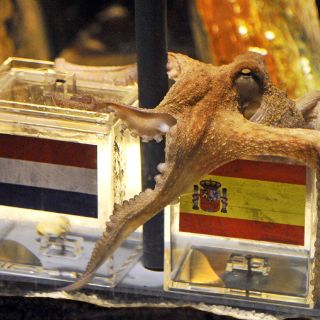 Al pulpo le salen competidores