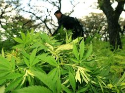 Se hicieron 12 cateos, se aseguraron 507 kilos 673 gramos de mariguana. ARCHIVO  /