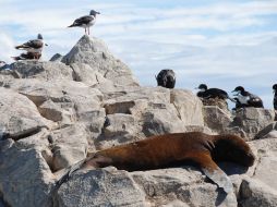 Mira de cerca a algunas de las especies que habitan la región.ESPECIAL  /