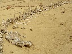 El valle de las Ballenas representa sólo una pequeña parte de los 1.759 kilómetros cuadrados que ocupa Wadi Rayan. ESPECIAL  /