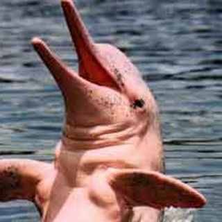 Delfines del Amazonas, cazados para usarse como carnada