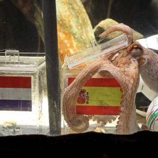 Paul se va con  marca perfecta