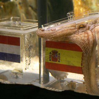 Paul, un octópodo muy acertado