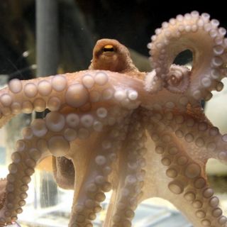 Paul se jubila sin decir su secreto