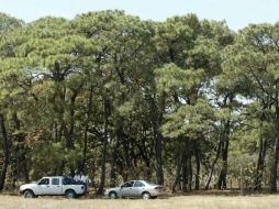 Se redujo un 35% los terrenos dañados de bosques por incendios, en comparación  con 2009. ARCHIVO  /