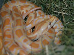 El pitón se había escapado de una casa del vecindario en obras de renovación. EFE  /