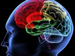 Los científicos también se preguntaron por qué podría demorarse el crecimiento de esas regiones del ser humano. ESPECIAL  /