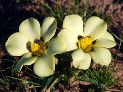 La flor sólo crece unos cuantos centímetros de alto. EFE  /