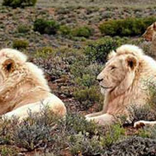 El continente africano se está quedando sin leones, jirafas y cebras