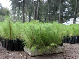 Frente a carencias existen proyectos de reforestación. ESPECIAL  /