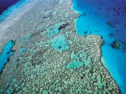 Un ejemplo es La Gran Barrera de Coral australiana, es el mayor arrecife de coral del mundo. ESPECIAL  /
