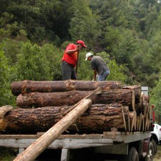 La producción de madera ilegal cae un 22 por ciento