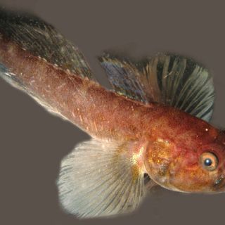 Un pez salva ecosistema destruido por el hombre