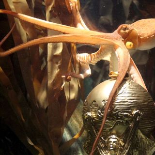 India enloquece por los pulpos