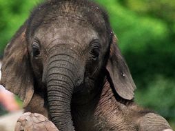 Los elefantes viven muchos años debido al gran tamaño de su cerebro. DPA  /