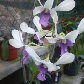 Embellece tu jardín