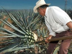 El tequila es la bebida más representativo de Jalisco. INFORMADOR ARCHIVO  /