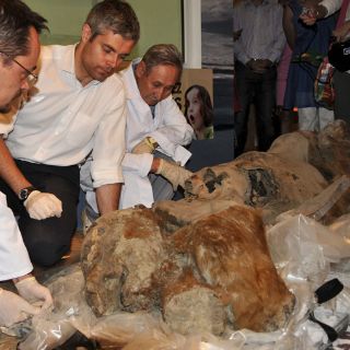 Museo francés exhibe cachorro de mamut de la edad de hielo