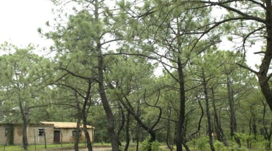 Los municipios que se estarán coordinando son: Zapopan, Tlajomulco, Tala y Guadalajara. ARCHIVO  /