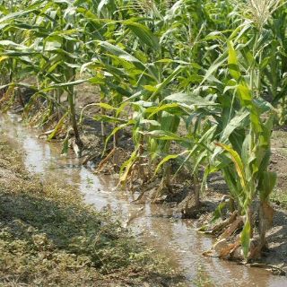 Requiere México aprovechamiento sustentable