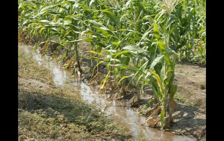 Se han invertido 64 mil millones de pesos en el campo. ARCHIVO  /