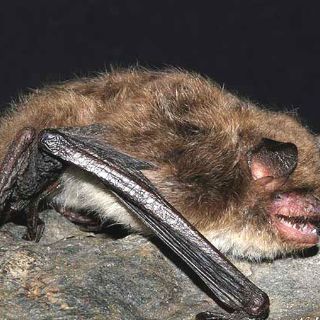 Descubren una especie de murciélago en el Salvador