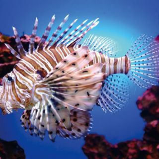 Recomiendan captura masiva de pez león por ser una especie venenosa