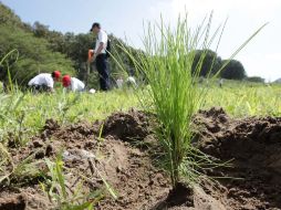 Este año se quemaron 48 hectáreas del bosque, 292 menos que el año pasado. A. CAMACHO  /