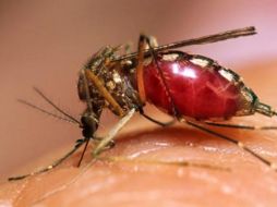 El dengue  está adquiriendo proporciones epidémicas en varios países. ESPECIAL  /