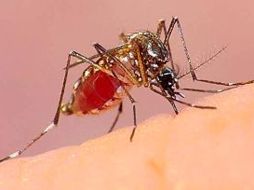 La técnica impediría que los insectos contagien a los seres humanos con esta enfermedad.  EL UNIVERSAL  /