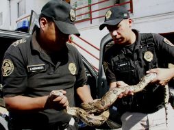 Agentes de la Brigada de Vigilancia Animal sostienen a la serpiente pitón de dos metros de largo. EFE  /