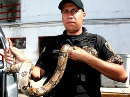 Víbora de dos metros de largo sembró pánico en las calles de la capital del país. EL UNIVERSAL  /