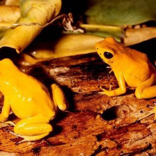 Enfermedad extermina especies de ranas