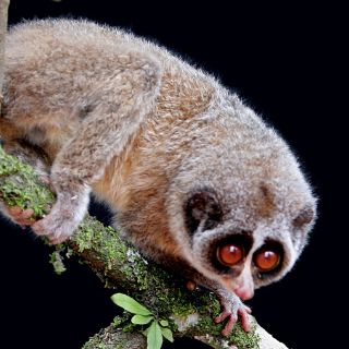 Fotografían primate que se creía estaba extinto