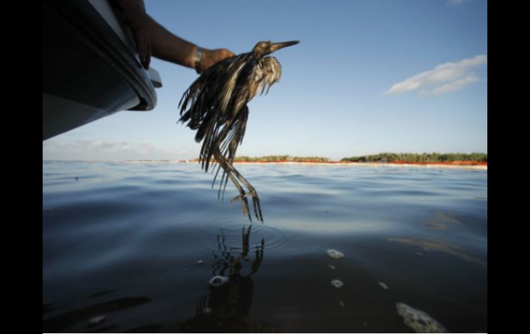 Uno de los principales temas en la agenda será el desastre causado por el derrame de crudo en el Golfo. AP  /