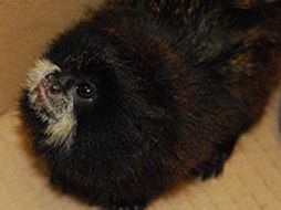 El individuo y los animales fueron puestos a disposición de la PROFEPA. BBC.CO.UK  /