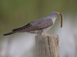 El cuco está considerada un ave británica pese a que sólo pase tres meses al año por el país. ESPECIAL  /